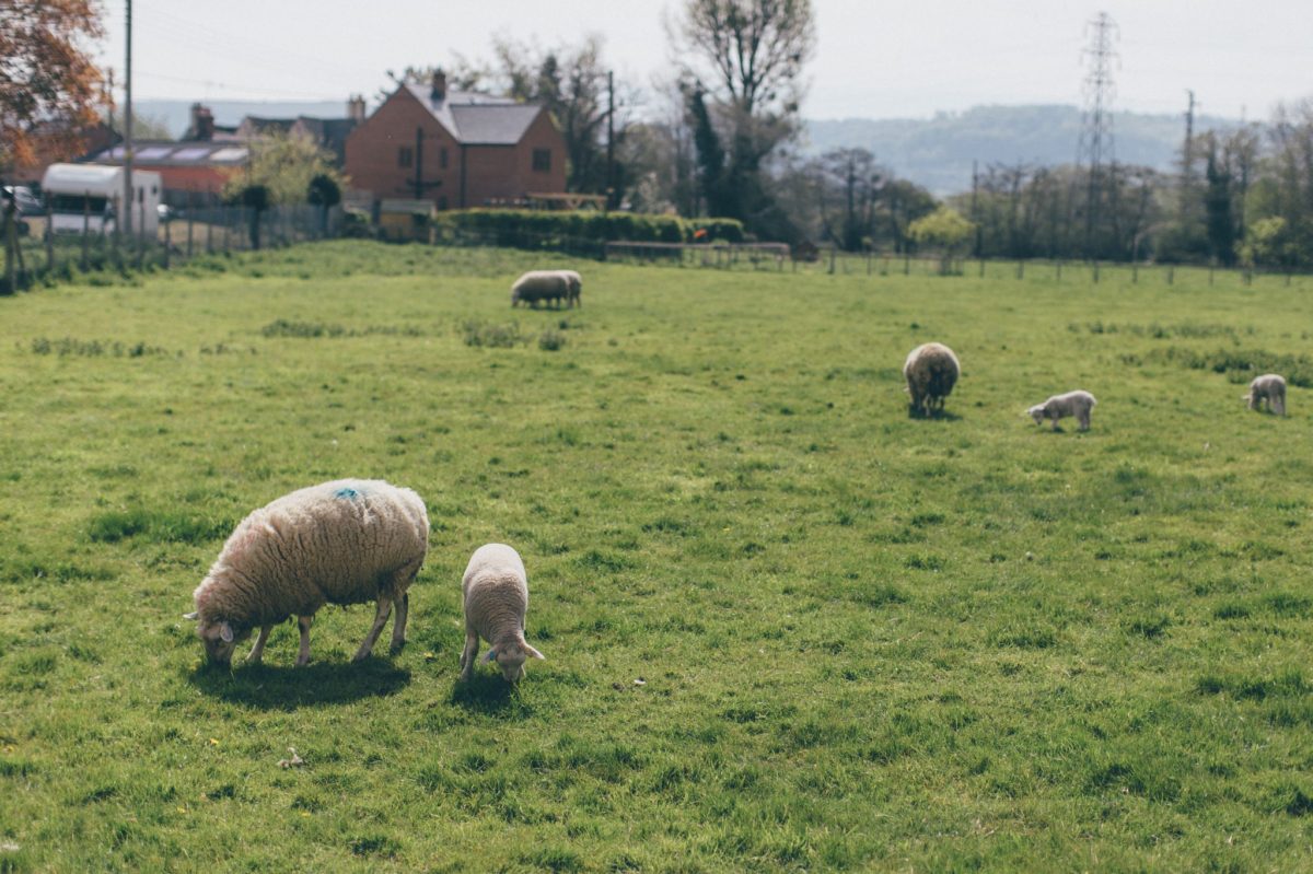 cripps_barn_gloucesterhsire_welsh_wedding_photographer_rachel_lambert_photography_jordan_amy_ 3