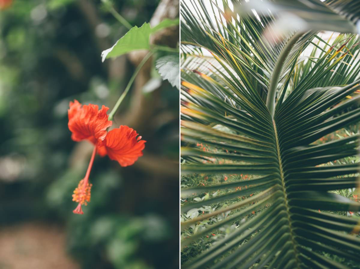 desitnation_wedding_photographer_cancun_mexico_alanna_chris_foliage_ 3