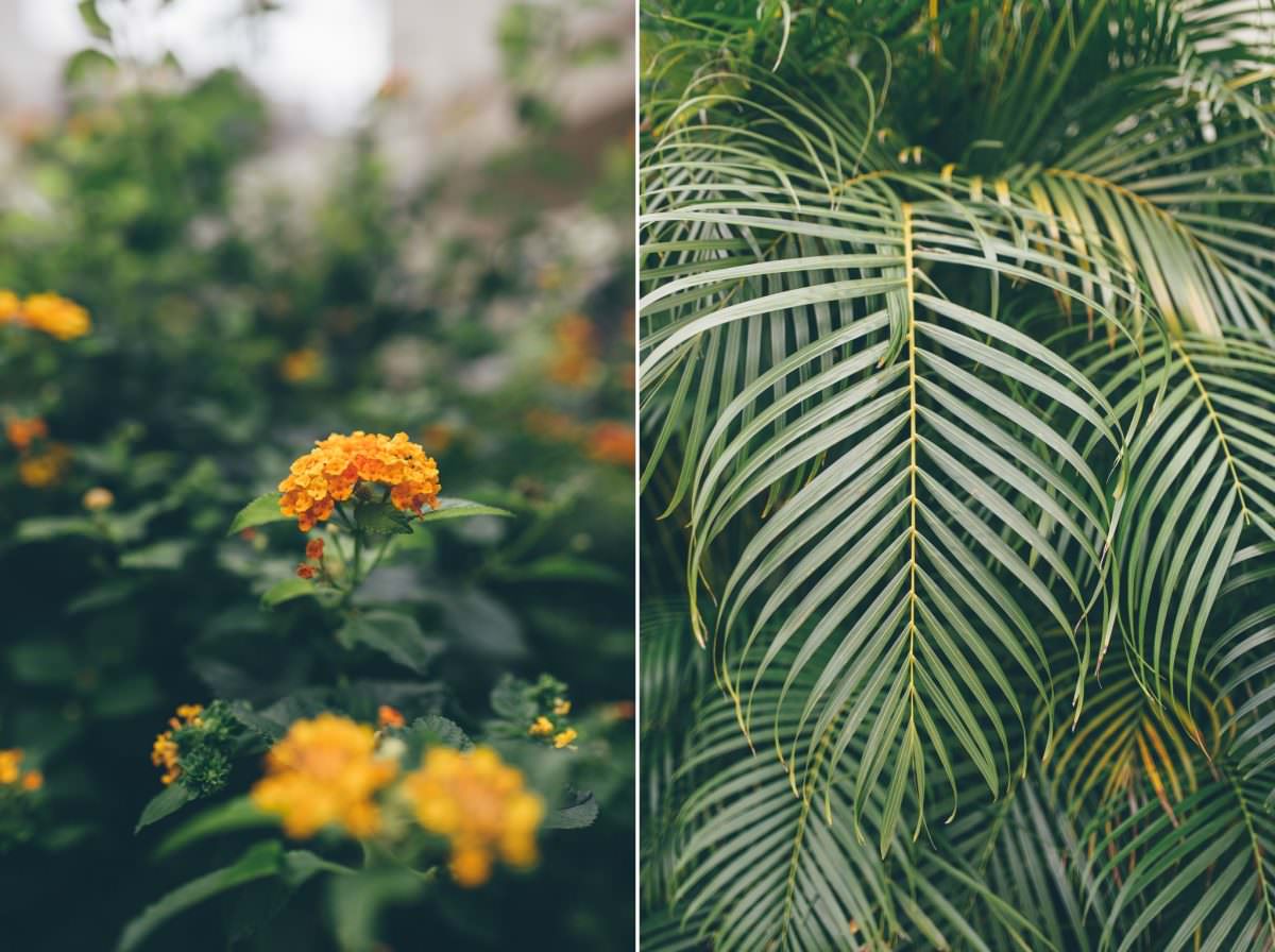 desitnation_wedding_photographer_cancun_mexico_alanna_chris_foliage_ 4