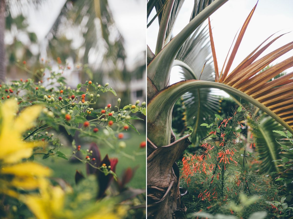 desitnation_wedding_photographer_cancun_mexico_alanna_chris_foliage_ 6