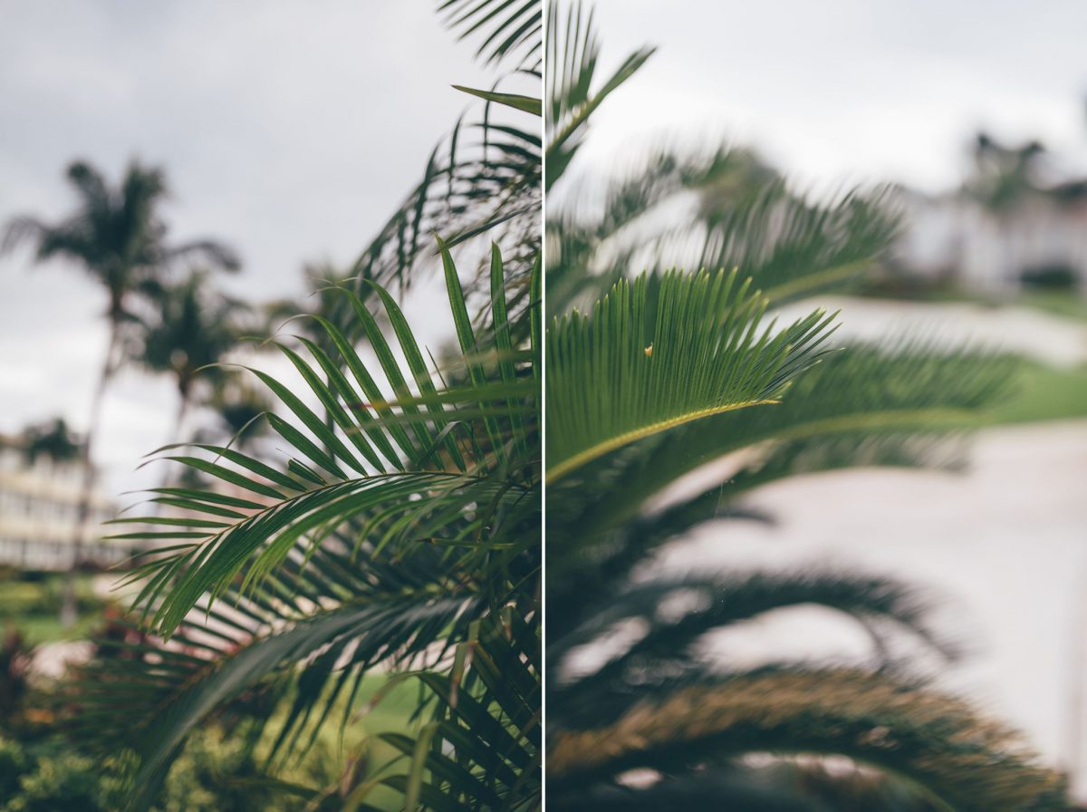 desitnation_wedding_photographer_cancun_mexico_alanna_chris_foliage_ 8