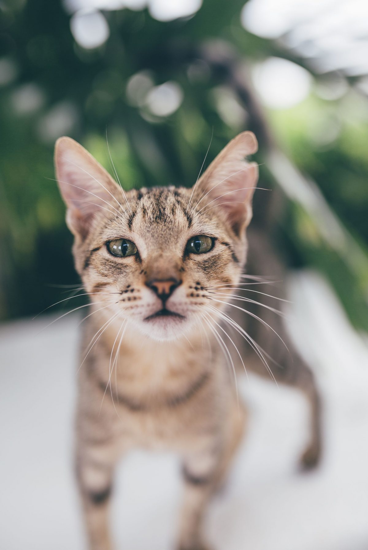 desitnation_wedding_photographer_cancun_mexico_alanna_chris_foliage_ 9