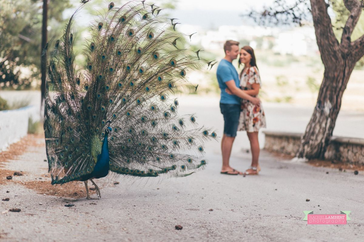 destination wedding photographer rachel lambert photography bride and groom engagement shoot peackocks