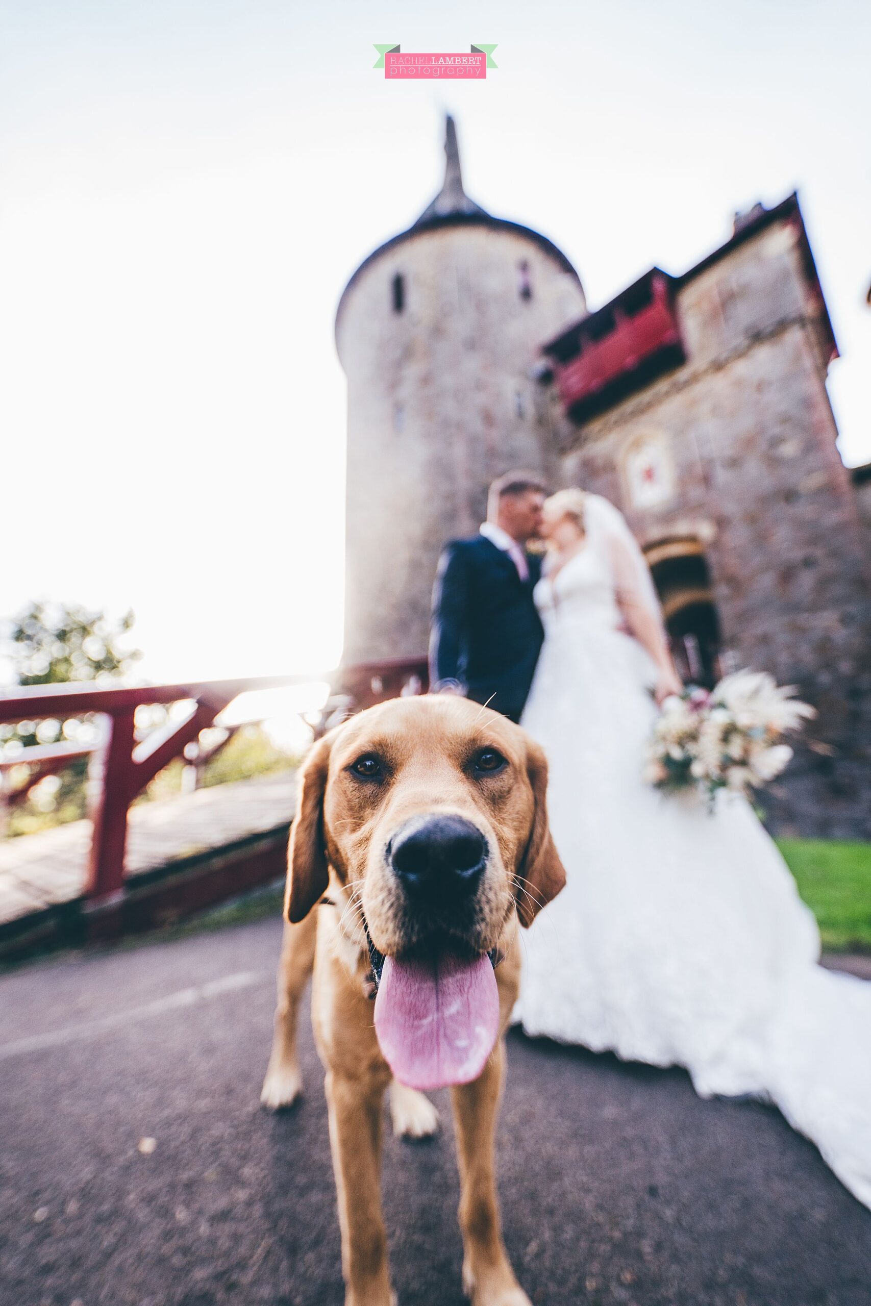 2021 Highlights castell coch dogs at weddings