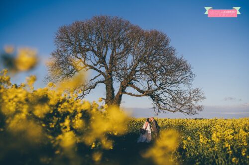 rapeseed fields rosedew farm