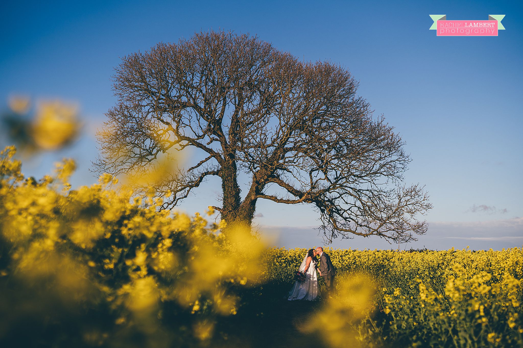 rosedew farm wedding bride and groom rapeseed field