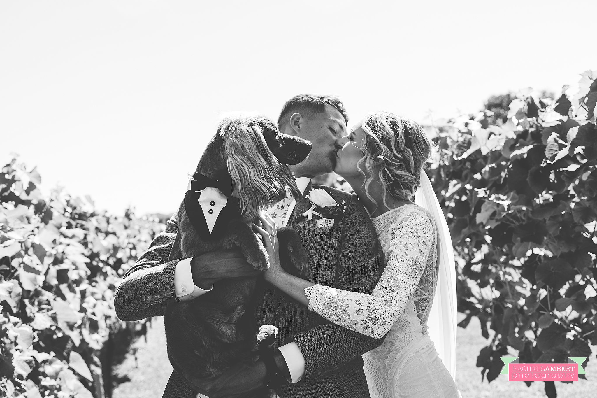 Llanerch Vineyard Wedding Photographer bride and groom dogs at weddings