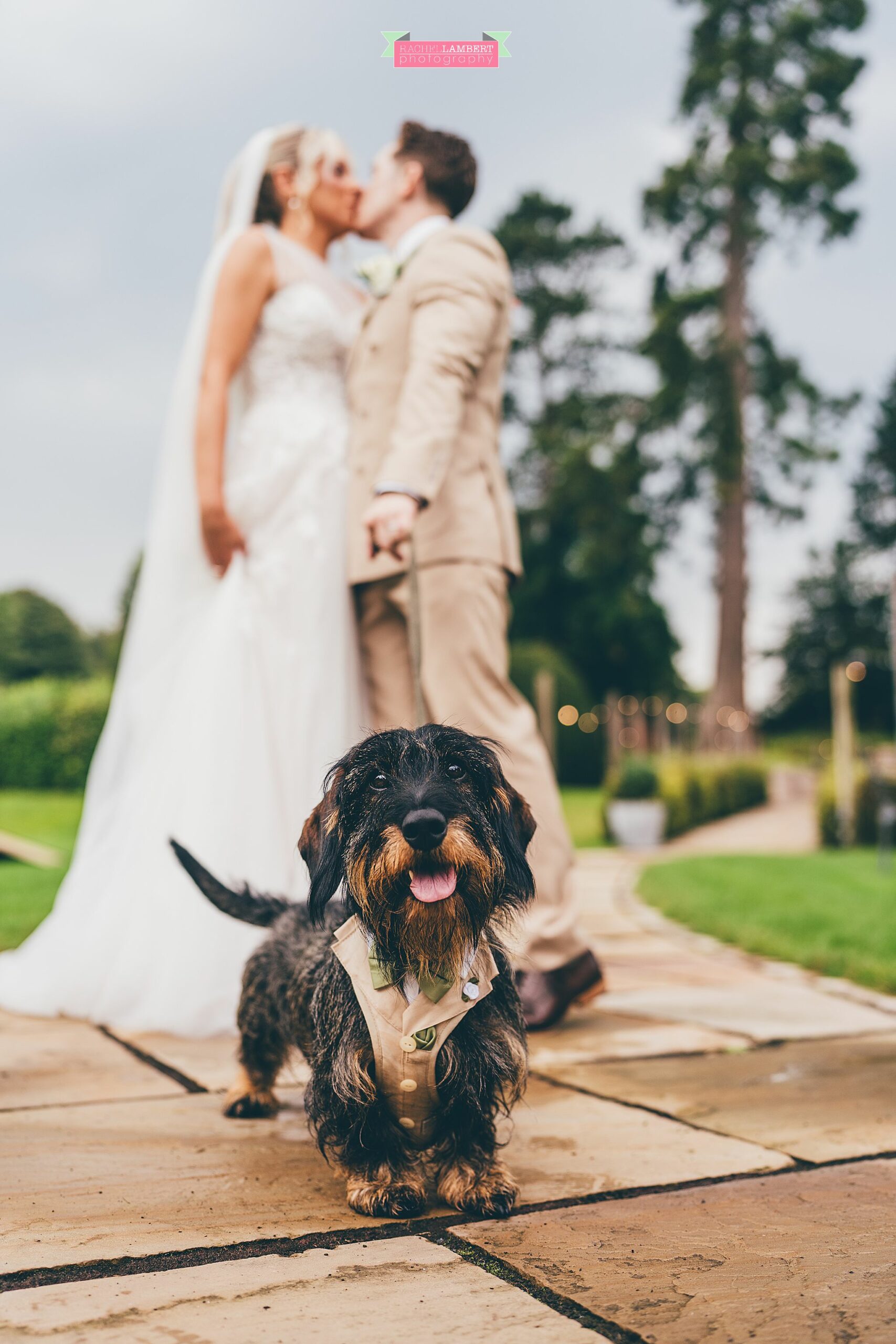 Bredenbury Court Barns dogs at weddings