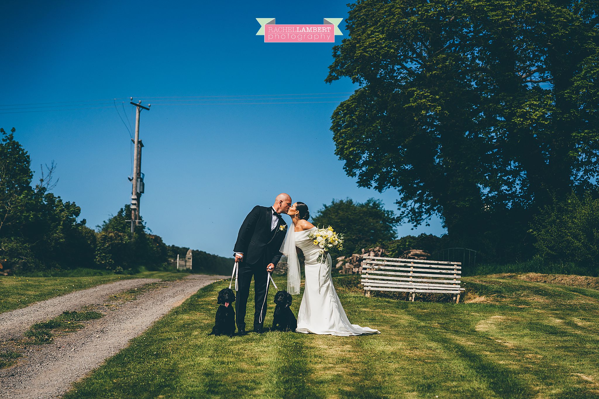 Pembrokeshire Wedding Photographer dogs at weddings