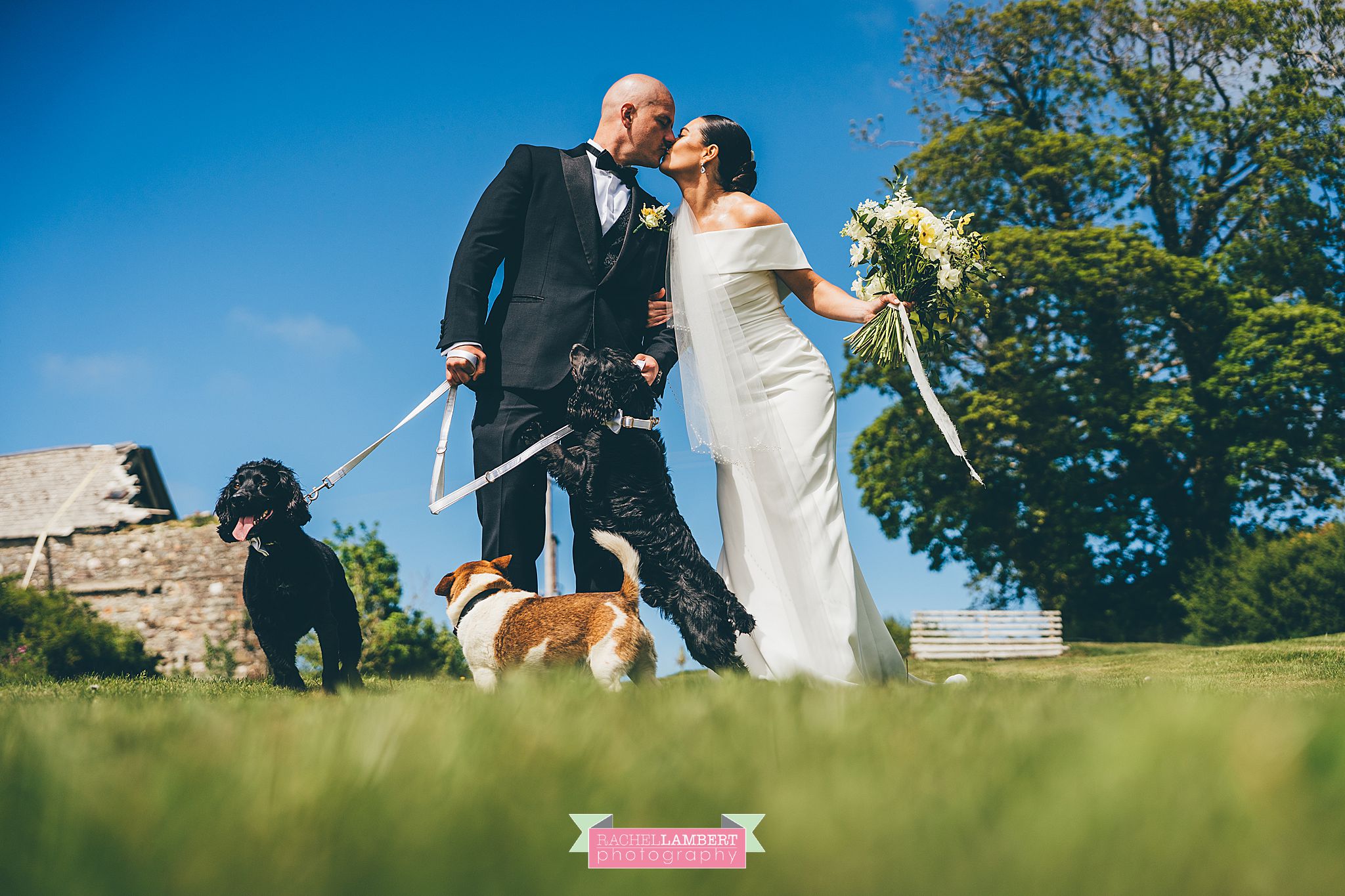 Pembrokeshire Wedding Photographer dogs at weddings